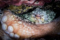 Vista da vicino del polpo della barriera corallina ad occhio chiuso — Foto stock