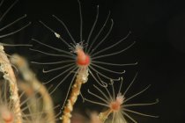 Closeup view of hydroids heads with tentacles — Stock Photo