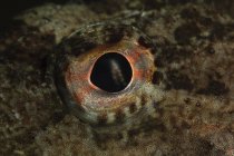 Крупный план глазного яблока тёмной рыбы — стоковое фото