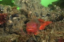 Closeup view of lumpsucker fish on reef — Stock Photo