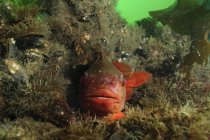 Vue rapprochée du poisson suceur de grumeaux sur le récif — Photo de stock
