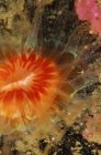 Крупним планом вид на барвистий коралові рот — стокове фото