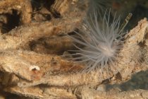 Nahaufnahme von Seeanemone auf Korallen — Stockfoto