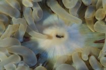Closeup view of sea anemone mouth — Stock Photo