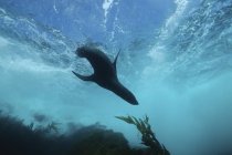 Otaria orsina di Guadalupe nuotare vicino kelp forest, Islas San Benito, Baja California, Messico — Foto stock