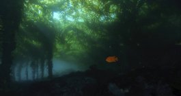 Kelpwald und schwimmende Fische, islas san benito, baja california, mexiko — Stockfoto