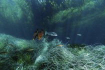 Kelp forest and swimming fish, Islas San Benito, Baja California, Mexico — Stock Photo