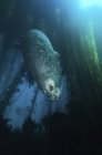 Vue rapprochée du phoque commun nageant dans le varech — Photo de stock