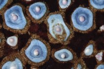 Vista de cerca de la piel de estrella de mar manchada de negro y azul - foto de stock