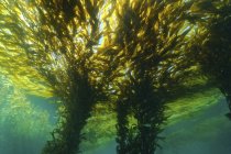 Vista submarina diurna del bosque de algas verdes - foto de stock