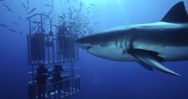 Great white shark swimming by divers in a shark cage — Stock Photo