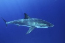 Grande squalo bianco in acqua blu — Foto stock