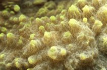 Крупним планом вид на барвистий жорстких коралові — стокове фото