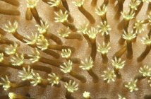 Крупный план щупалец на твердых кораллах — стоковое фото