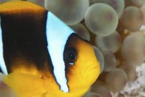 Vista close-up de um anemonefish escondido em anêmona — Fotografia de Stock