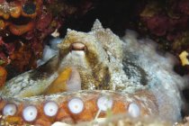 Крупный план усеянного вида обыкновенного осьминога на рифе — стоковое фото
