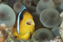 Closeup view of one anemonefish hiding in anemone — Stock Photo