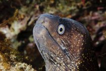 Close up headshot de enguia moray Mediterrâneo — Fotografia de Stock