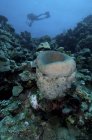 Sponge and subacqueo, Farasan Banks, Mar Mar Mar, Arabia Saudita — Foto stock
