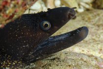 Closeup headshot of Mediterranean moray eel — Stock Photo