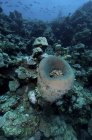 Sponge and fish, Farasan Banks, Mar Mar Island, Саудовская Аравия — стоковое фото