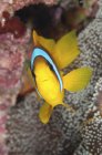 Primo piano vista frontale di anemonefish luminoso — Foto stock