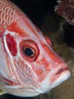Primo piano headshot di pesce rosso e bianco — Foto stock