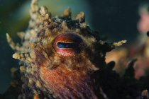 Вид крупным планом на глаз осьминога — стоковое фото