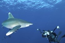 Tiburón oceánico con fotógrafo submarino - foto de stock