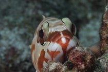 Червона баклажанна риба на кораловій скелі — стокове фото