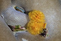 Christmas tree worms in hard coral — Stock Photo