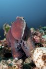Octopus on reef, Koh Bon, Similan Islands, Thaïlande — Photo de stock