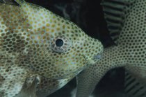 Rabbitfish manchado dourado close up headshot — Fotografia de Stock