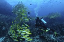 School of fish with divers, Richlieu Rock, Similan Islands, Thailand — Stock Photo