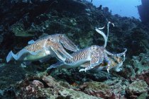 Quatre seiches pharaons sur le récif corallien — Photo de stock