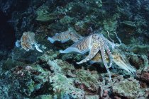 Four pharaoh cuttlefish on coral reef — Stock Photo