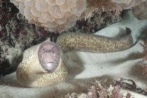 Murray anguila mirando la cámara desde el fondo arenoso - foto de stock