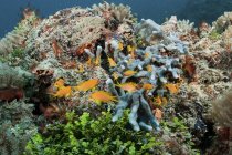 Yellow damselfish flock swimming over coral reef — Stock Photo