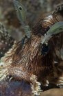 Primo piano vista frontale della testa di pesce leone — Foto stock