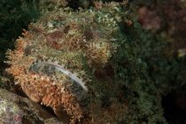 Closeup front view of bigscale scorpionfish — Stock Photo