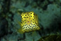Primo piano vista frontale del pesce scatola giallo — Foto stock