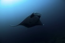 Silueta de manta rayo flotando en agua azul - foto de stock