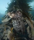 Vue rapprochée du phoque commun nageant dans le varech — Photo de stock