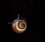 Sea snail in shell on black background — Stock Photo