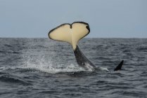 Orque épaulard queue éclaboussure dans l'eau — Photo de stock