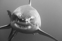 Vista frontal do grande tubarão branco — Fotografia de Stock