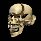 Vue en perspective du crâne humain avec des pièces explosées — Photo de stock
