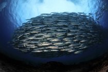 Barracudas schooling at the entrance of the Channel dive site in Maratua, Indonesia — Stock Photo
