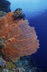 Grande fã do mar na parede de Gorgonzola local de mergulho de Maratua, Indonésia — Fotografia de Stock