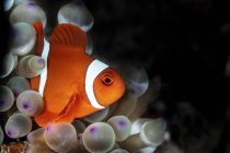 Primo piano vista di un pesce anemone nella punta della bolla anemone — Foto stock
